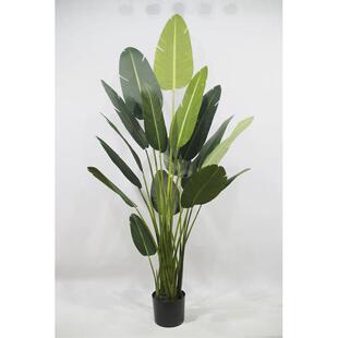 装扮造景仿真绿植旅人蕉柠檬树假植物连心葵大型针葵树仿真树盆栽