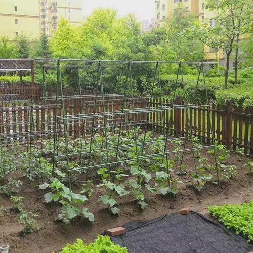 葡萄花架包塑钢管月季豆角西红柿黄瓜园艺固定杆爬藤架植物支撑架