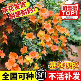 凌霄花爬藤大苗藤蔓阳台盆栽老桩庭院四季花卉植物炮仗花凌宵花苗