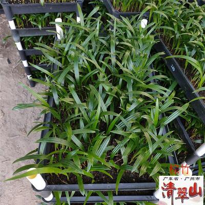棕竹苗棕榈科室内客厅书房观叶盆栽植物庭院四季常青净化空气水培