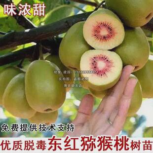 红心猕猴苗嫁接东红猕猴桃树苗盆栽地栽南北方种植当年结果果树苗