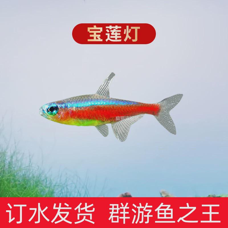 群草缸好养灯鱼大号红绿灯鱼宠物鱼游水族馆观赏鱼小型淡水热带鱼
