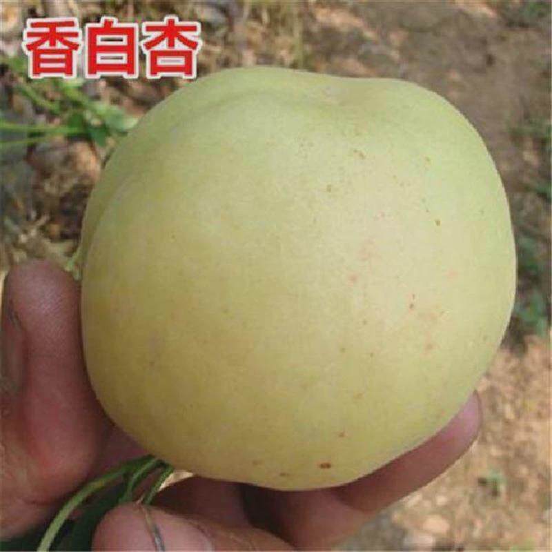 河北大香白杏子树苗甜核大香白杏树苗嫁接早熟特大杏子苗当年结果