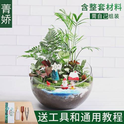 20c苔藓diy微景观生态瓶绿植物种材料包植切组合套装暖场活动大号