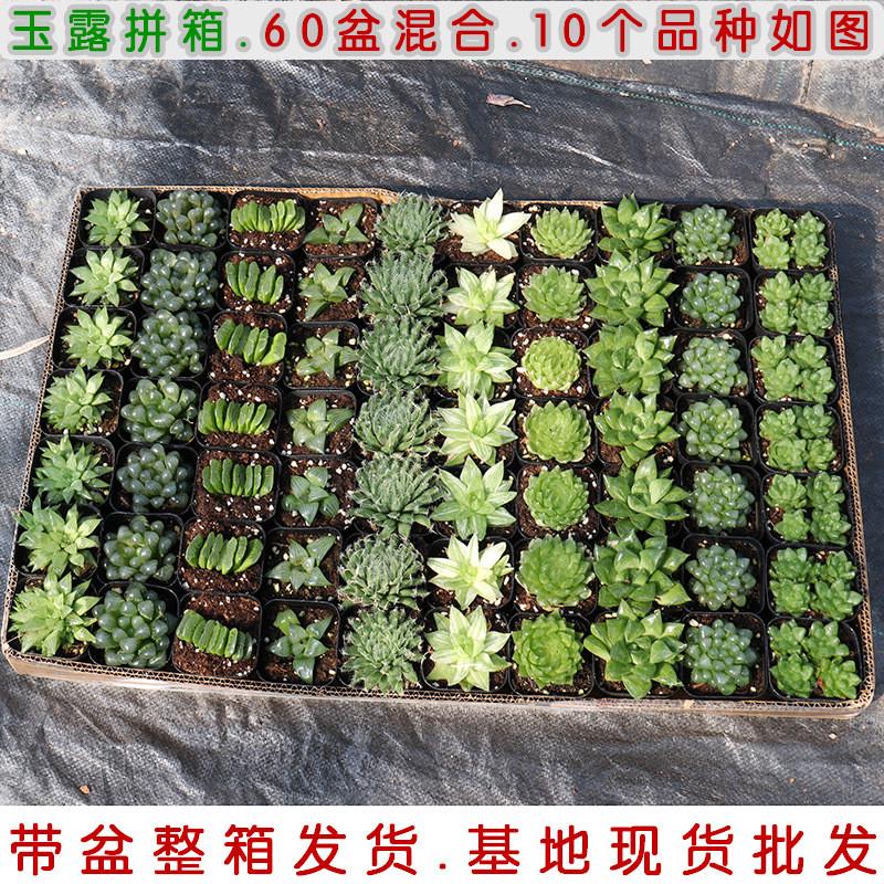 小全园艺多肉植物玉露批发冰灯玉露姬拼箱整箱70盆包邮带盆发多肉