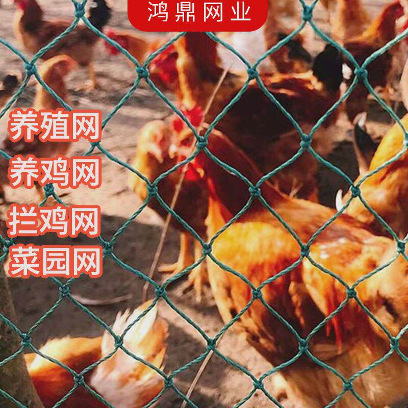 防鸟网拦鸡网养鸡网攀爬围栏爬藤网尼龙网隔离网防飞网