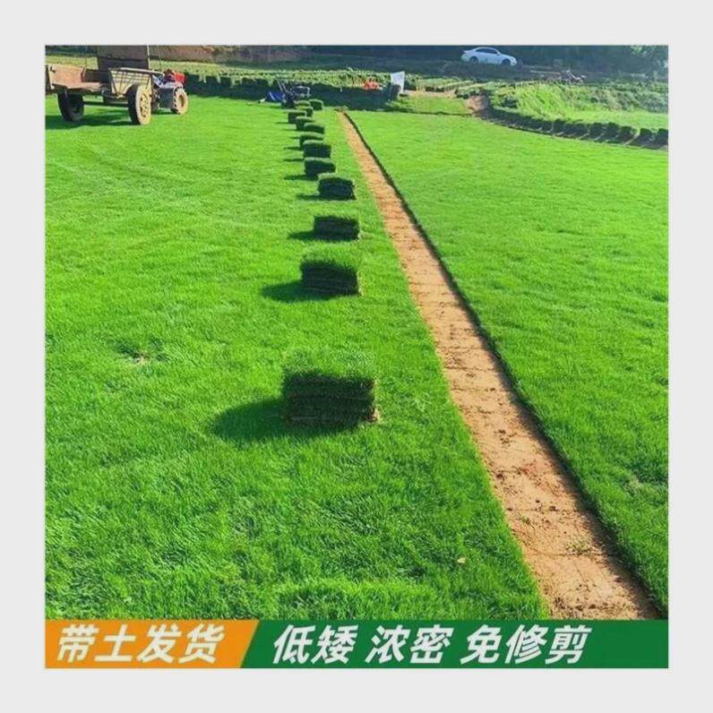 真草皮真草坪带泥土地毯草台湾草别墅庭院花园带土绿化马尼拉草坪