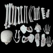 万圣节散酒吧装 饰人骨逼真塑料骷髅骨架鬼屋装 饰道具鬼屋骨28件套