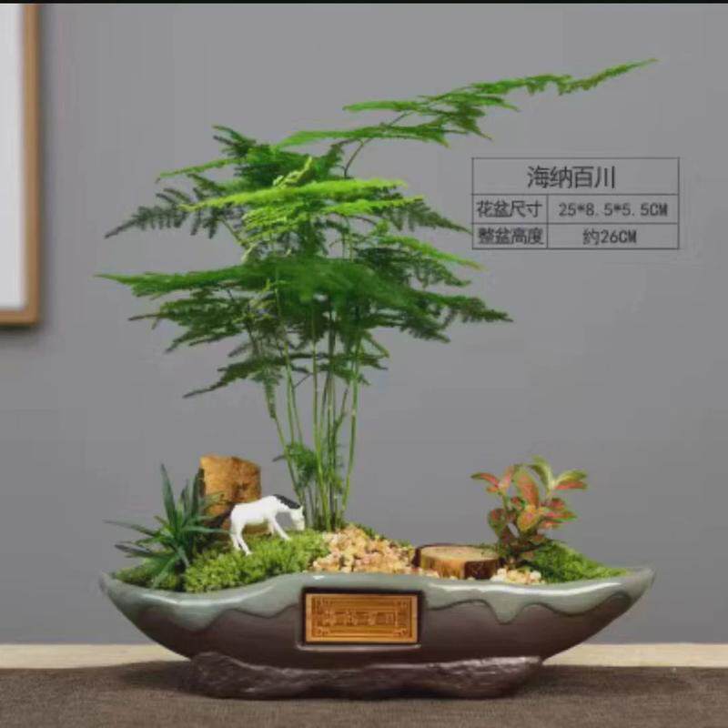 文竹植物盆景大室内盆栽桌面办公桌绿植水培陶瓷装饰摆件中式礼品