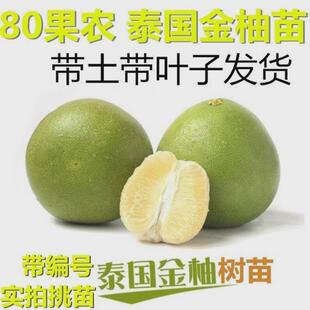 泰国金柚苗 泰国白肉青柚苗 葡萄柚子树苗带土发货 嫁接苗 80果农