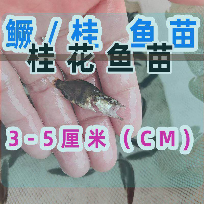 食用鳜鱼苗桂花鱼苗淡水养殖优质中华鳜鱼鲜活直供高档大头斑鳜鱼