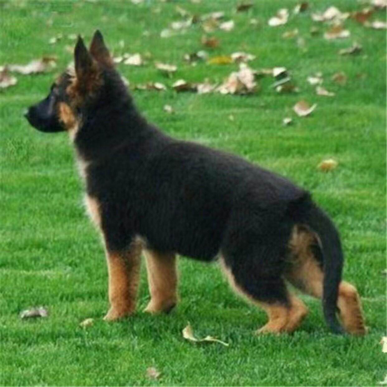 纯种德牧赛级德国牧羊犬大型犬弓背黑背德牧锤系幼犬活家养宠物犬