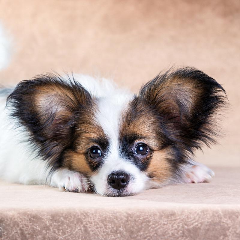 律胎素宫脓净痒立停泻立停多巴盐宠物犬猫通用营养补充剂
