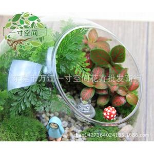 苔藓微景观斜口瓶小梅diy创意礼品微景观套装摆件
