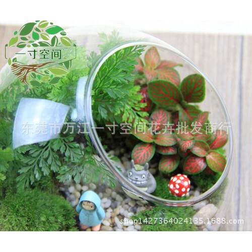 苔藓微景观斜套装瓶小梅diy创意礼品微景观口摆件