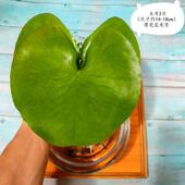 碗莲盆养鱼池水莲花水培植物池塘无土水养盆栽水生一叶莲水生水生