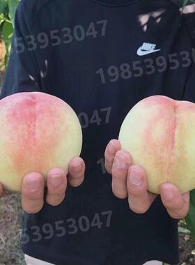 嫁接桃树苗鹰嘴桃新品种特大冬桃红桃黄桃黑桃早熟晚熟中南方北方