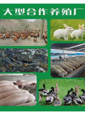 卡巴匹林钙5749-67-7高含量原料99%质量桶25kg/保障量大优惠包邮