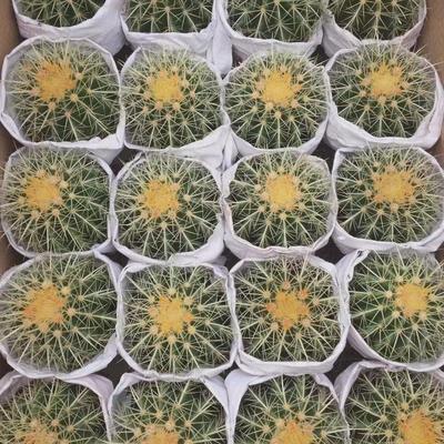 金虎仙人球实生24盆一件基地直发