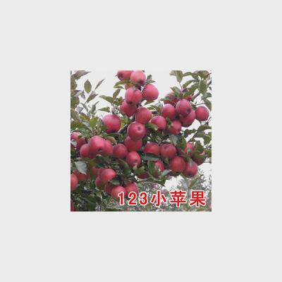 海棠果树沙果树苗大秋果鸡心果小苹果冰糖心龙丰果当年结果嫁接苗
