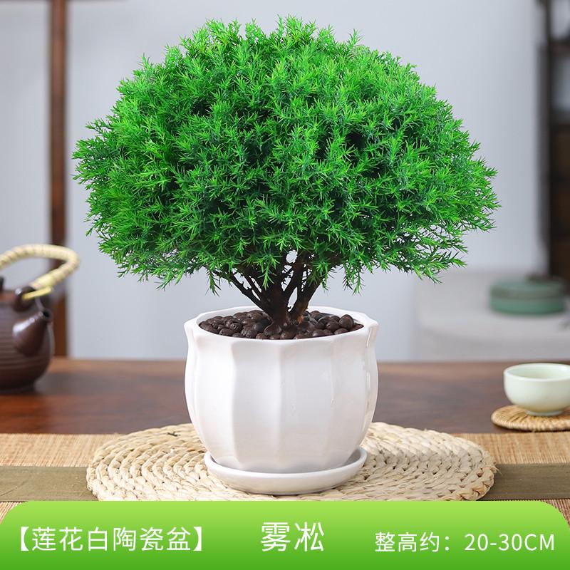 雾松盆栽植物室内阳台绿植好养易活四季常青办公室桌面绿色小盆景