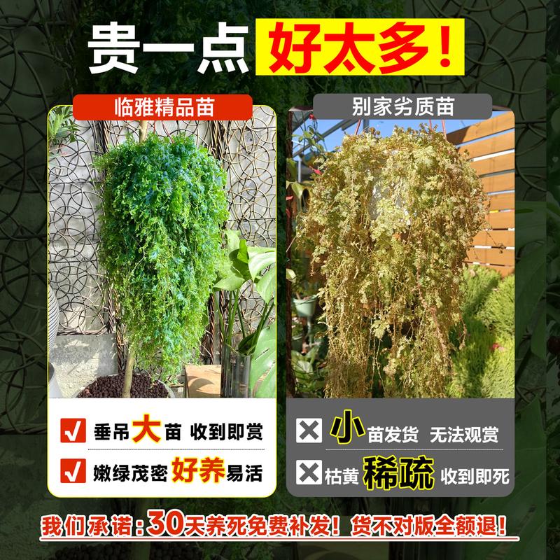 翠云草盆栽变色龙蕨室内外阳台庭院绿植盆景好养易活四季垂吊植物