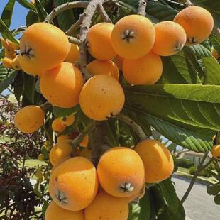 枇杷苗树嫁接大五星枇杷树苗红沙枇杷树果苗南方北方盆栽地栽果树