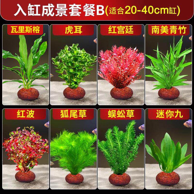 蜈蚣草火山石水草水榕鱼缸装饰造景真草摆件躲避屋底砂海草观植物