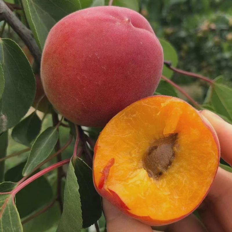 嫁接杏树果苗当年结果南北方种植庭院盆栽地栽特大早香甜杏子树苗
