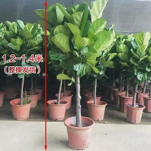 琴叶榕盆栽客厅室内大型绿色植物橡皮树大叶四季好养耐阴小棒棒糖