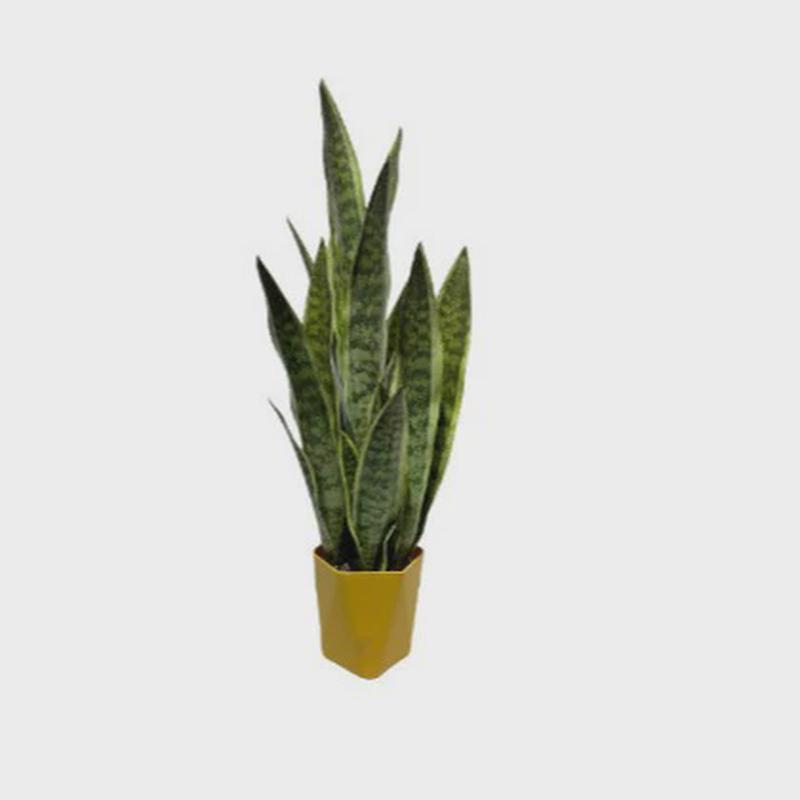 北欧仿真绿植金边虎皮兰盆栽室内客厅造景落地道具假绿植花卉装饰