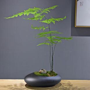 文竹盆栽室内禅意绿植山水植物微景观苔藓办公室茶室四季盆景