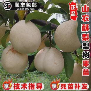 嫁接梨树果苗特大山农酥梨树苗早熟大白梨苗南方北方庭院盆栽地栽