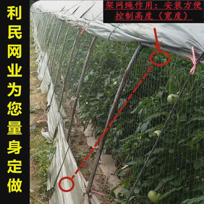 农用草莓大棚两侧通风口防鸟网葡萄果园西瓜大棚口拦鸟果树防护网