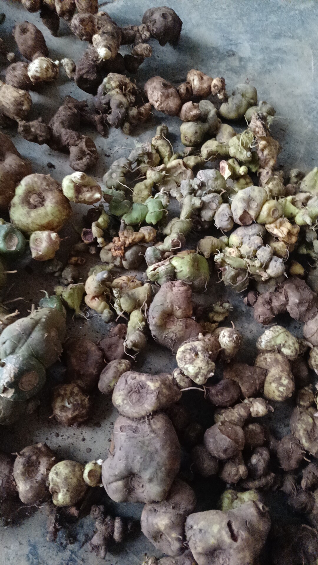 贵州野生红花黄精盆栽地栽观花观果滇黄精