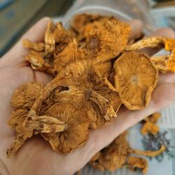 新疆巴音布鲁克牧区直供新品黄松蘑菇干那拉提野蘑菇1斤包邮