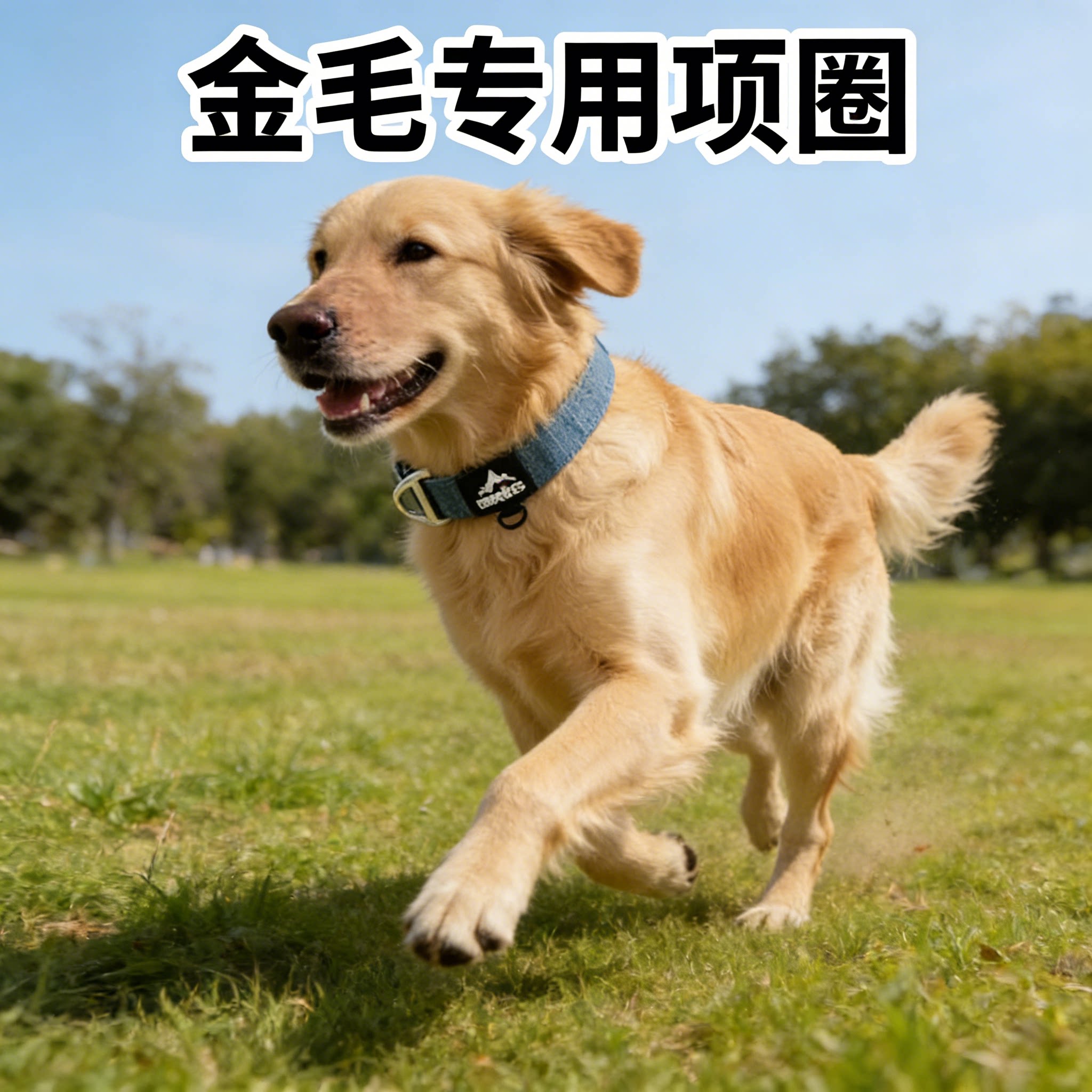 金毛专用项圈防爆冲牵引绳大型犬加粗脖圈耐咬不勒颈狗狗宠物用品