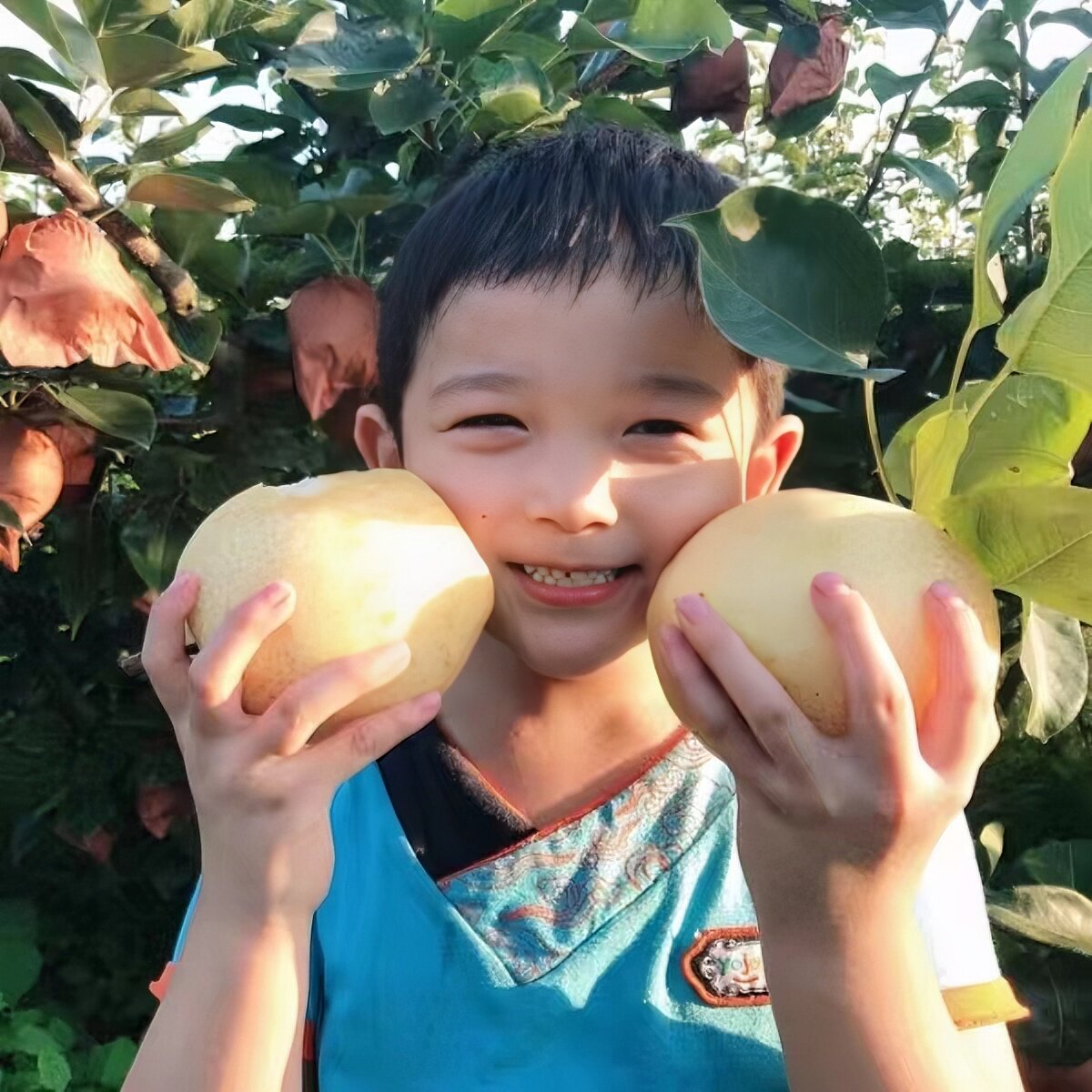 正宗博望坡黄金梨河南南阳特产孕妇水果新鲜梨子现摘现发整箱包邮