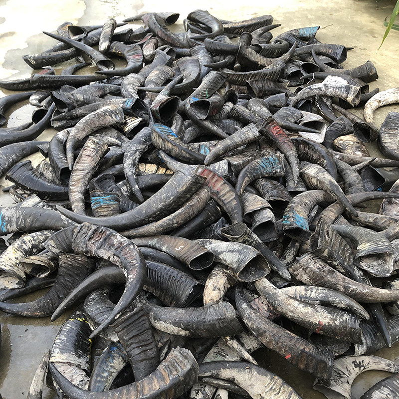 天然黑水牛角初级原材料 未加工原生牛角材料 羊角 牦牛角 黄牛角,特色手工艺,其他特色工艺品,淘宝优惠券,粉丝福利购,淘宝优惠卷