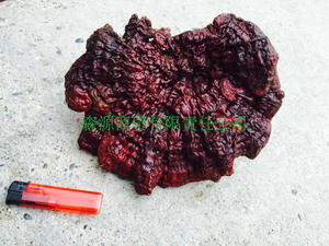 甘南藏区迭部高山新品中药材野生灵芝赤芝白肉自封袋包装500g包邮