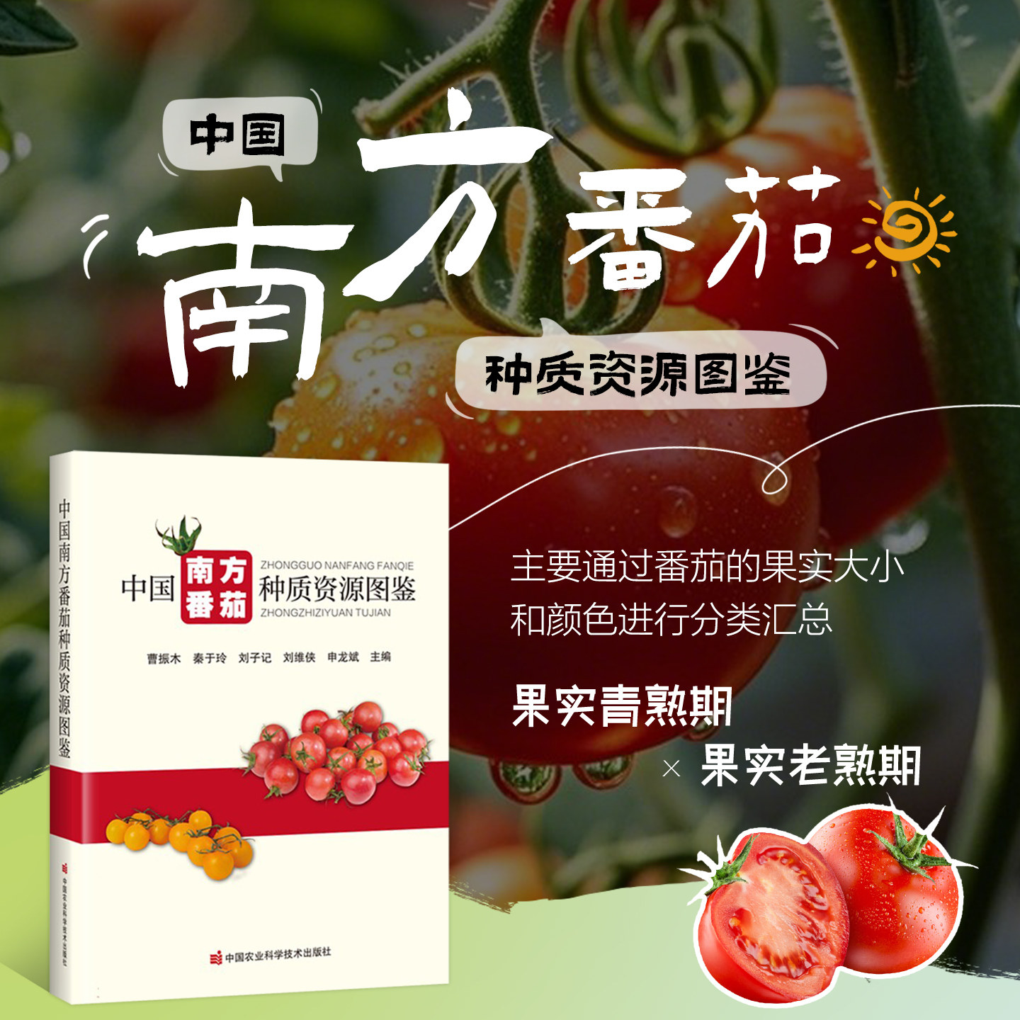 中国南方番茄种质资源图鉴 全彩图解番茄遗传材料专著 野生种栽培种品种亲缘种速查 番茄遗传改良育种研究资料种质资源保护利用书