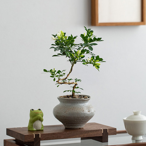 造型九里香当年开花四季常青