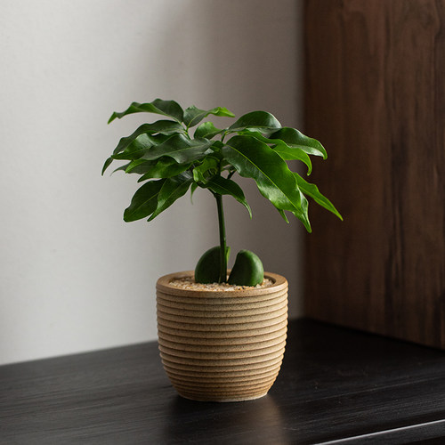 开心果盆栽四季好养桌面盆栽