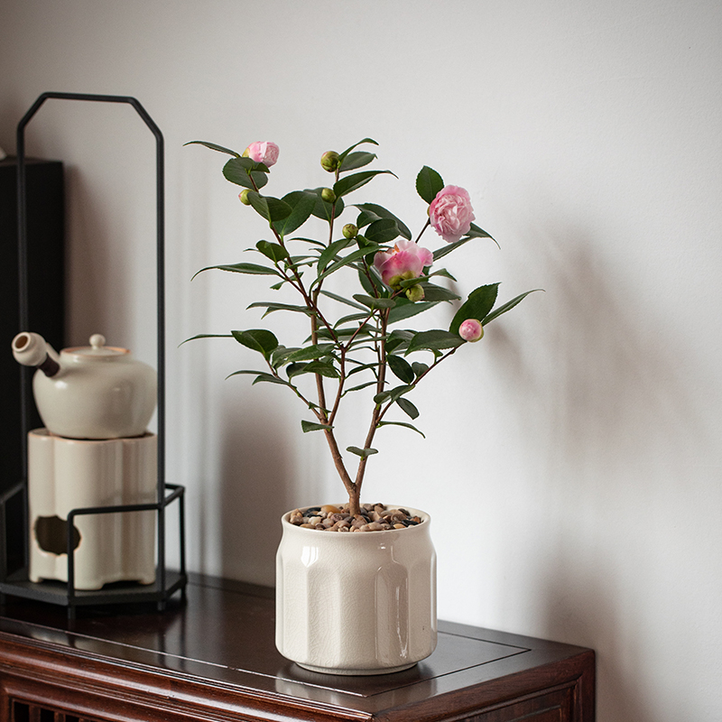 香妃茶花盆栽带花苞发货四季常青