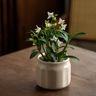 静艺花舍 白花石斛兰盆栽办公室内桌面有淡香花卉植物耐阴好养绿
