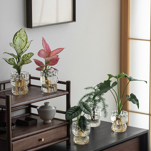 办公室桌面净化空气懒人水培植物