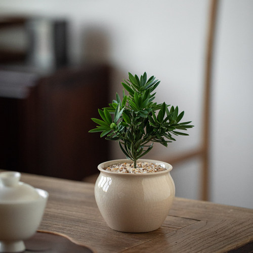 菊花芯罗汉松桌面生旺增财寓意