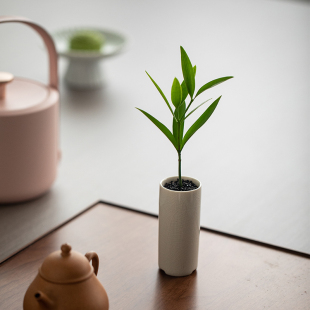 静艺花舍 竹柏盆栽四季常青办公室内桌面禅意绿植花卉植物吸甲醛