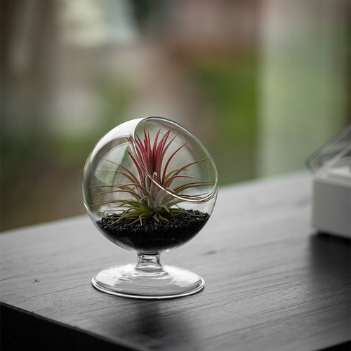 嘿凤梨（喜欢你）桌面无土植物