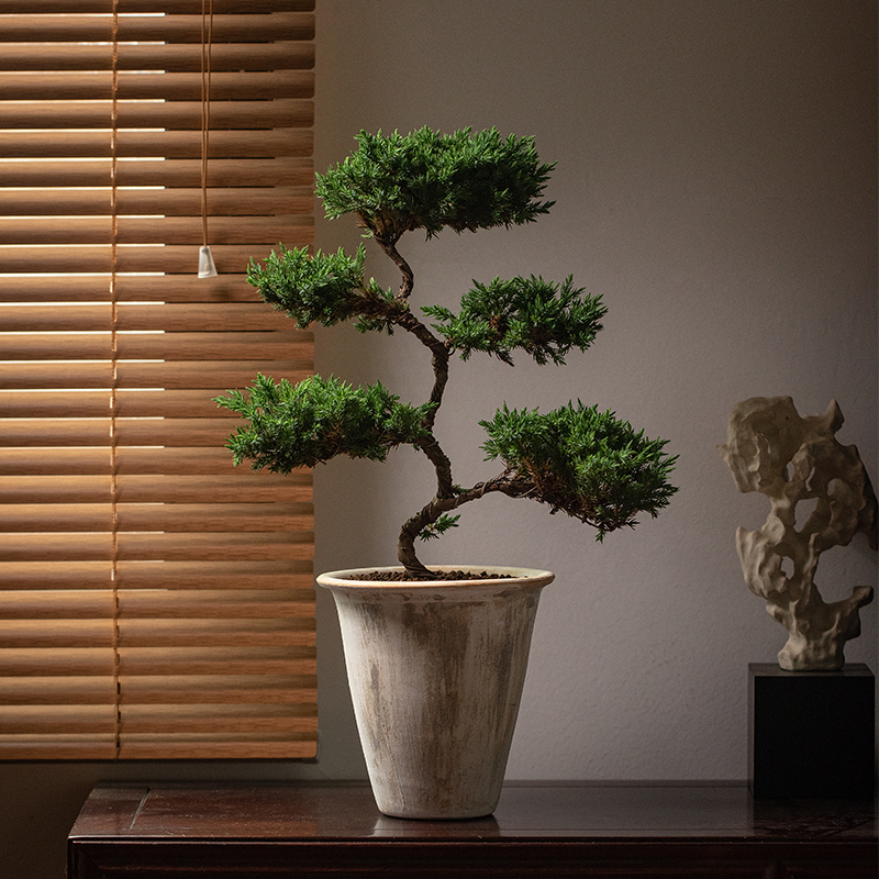 五层塔松好养盆景耐寒耐旱送礼物